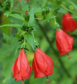 小众送妈妈的花有哪些花