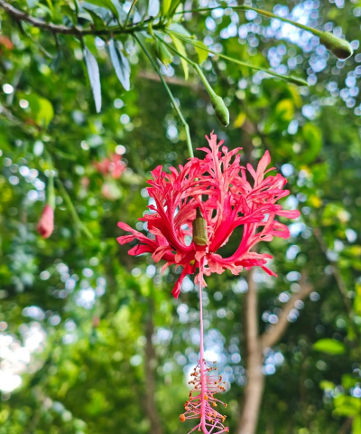 小众送妈妈的花有哪些花