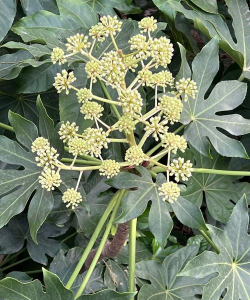 八角金盘 八角金盘百科