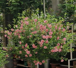 小木槿 小木槿百科