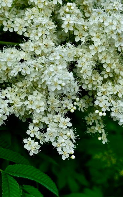 珍珠梅 珍珠梅百科