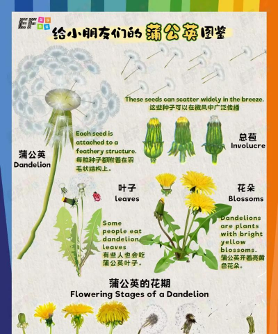 蒲公英 蒲公英百科