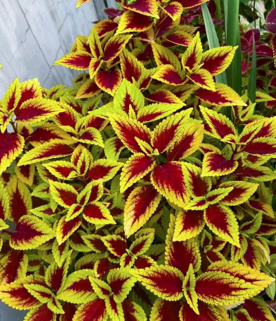 小众送妈妈的花有哪些花