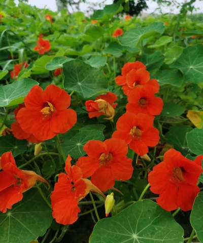 小众送妈妈的花有哪些花