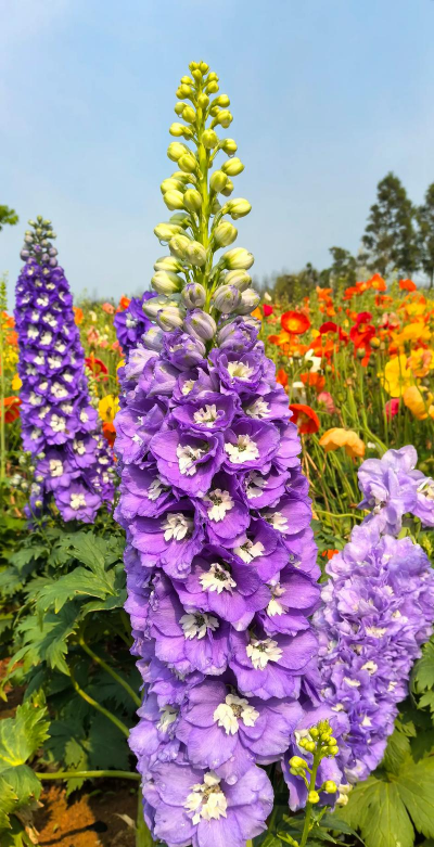 小众送妈妈的花有哪些花