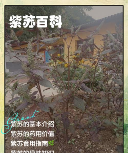 紫苏 紫苏百科