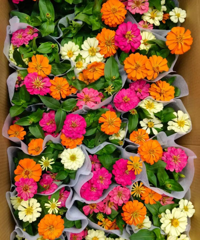 小众送妈妈的花有哪些花