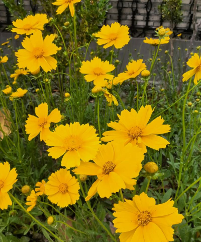 大花金鸡菊 大花金鸡菊百科