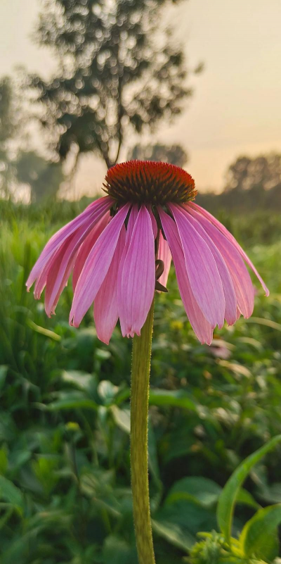 小众送妈妈的花有哪些花