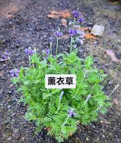 香水草 香水草百科
