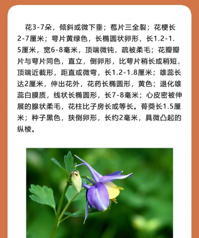 耧斗菜 耧斗菜百科