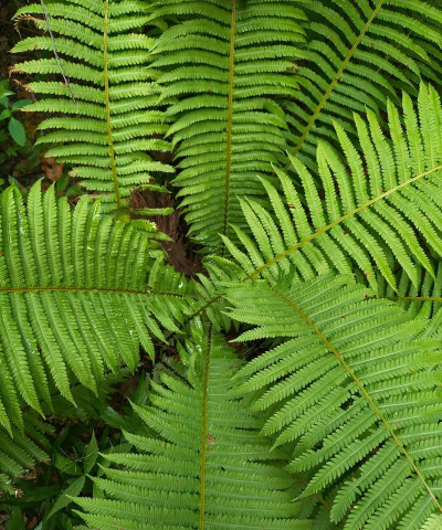 荚果蕨 荚果蕨百科