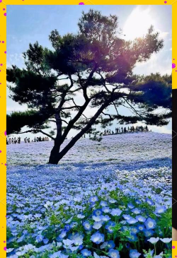 小众送妈妈的花有哪些花