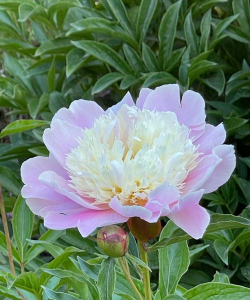 小众送妈妈的花有哪些花