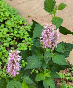 小众送妈妈的花有哪些花