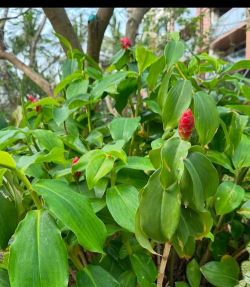 小众送妈妈的花有哪些花