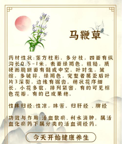 马鞭草 马鞭草百科