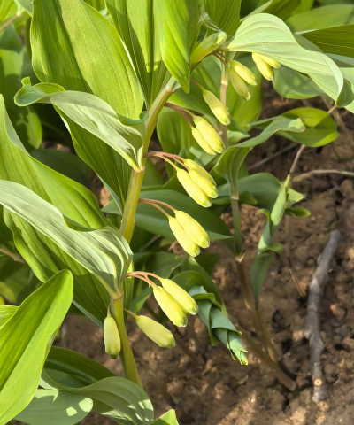 小众送妈妈的花有哪些花