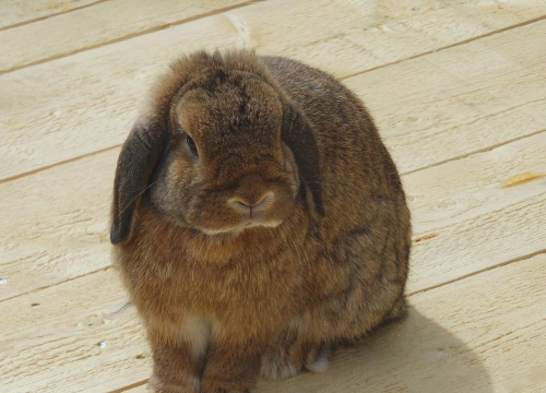 小众送妈妈的花有哪些花