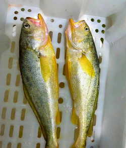 大黄鱼 大黄鱼百科