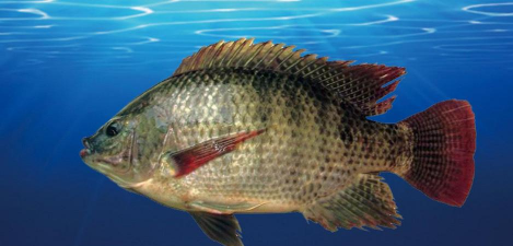 福寿鱼 福寿鱼百科