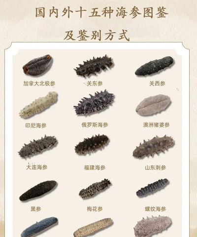 海参 海参百科