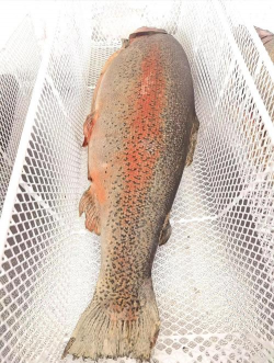 小众送妈妈的花有哪些花