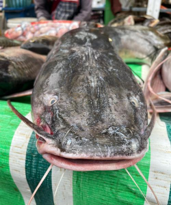 小众送妈妈的花有哪些花