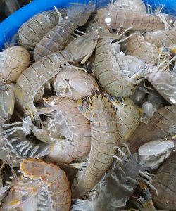 小众送妈妈的花有哪些花