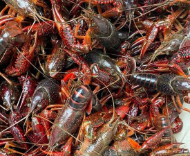 小龙虾 小龙虾百科