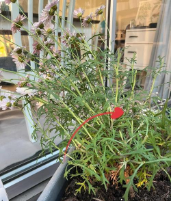 小众送妈妈的花有哪些花