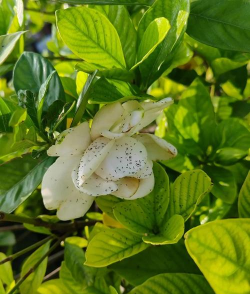 小众送妈妈的花有哪些花