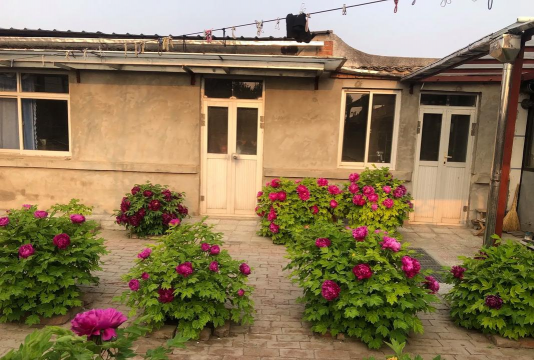 小众送妈妈的花有哪些花