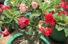 小众送妈妈的花有哪些花