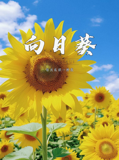 小众送妈妈的花有哪些花