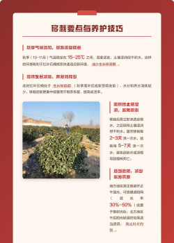 红叶石楠什么时候栽成活率高