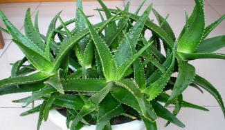 小众送妈妈的花有哪些花