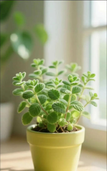 小众送妈妈的花有哪些花