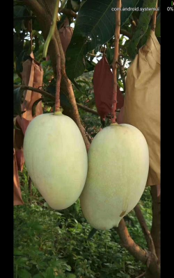 小众送妈妈的花有哪些花