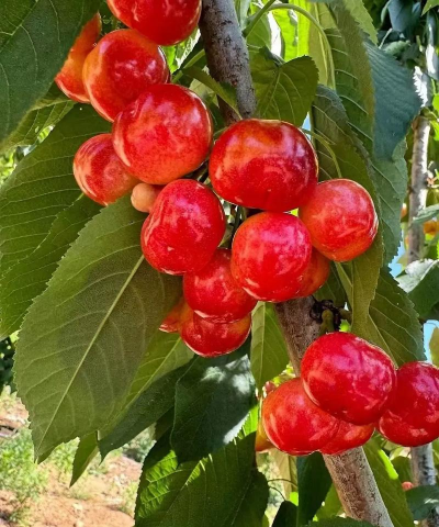 小众送妈妈的花有哪些花
