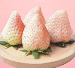 白珍珠草莓
