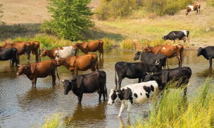 小众送妈妈的花有哪些花