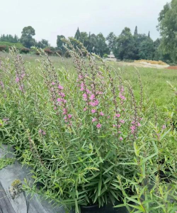 小众送妈妈的花有哪些花