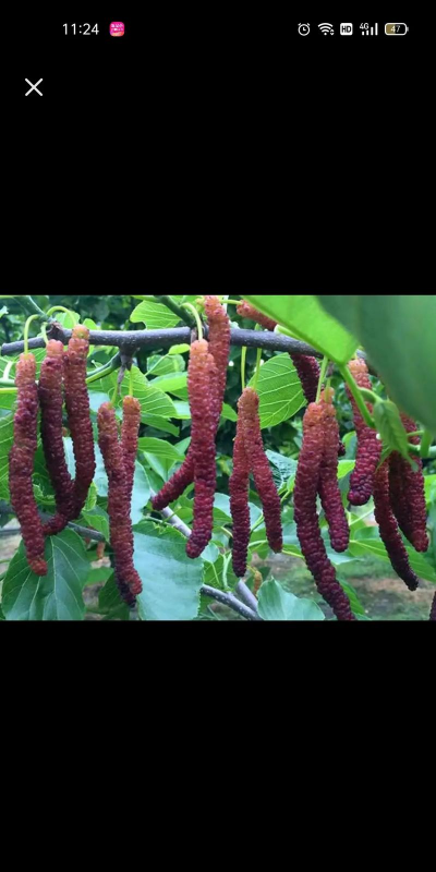 小众送妈妈的花有哪些花