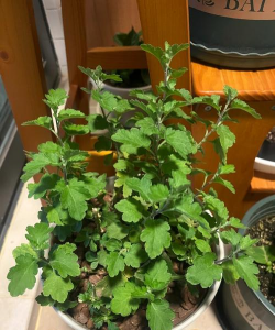 小众送妈妈的花有哪些花