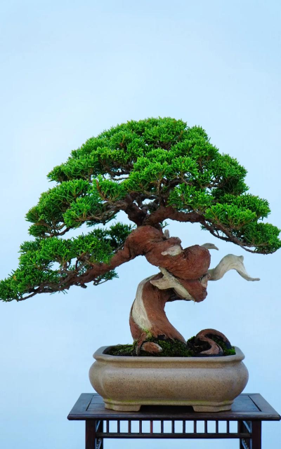 小众送妈妈的花有哪些花