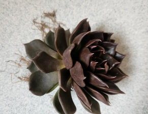 小众送妈妈的花有哪些花