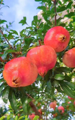 小众送妈妈的花有哪些花