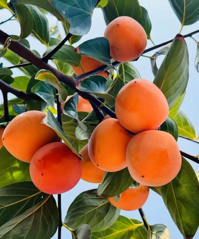 小众送妈妈的花有哪些花