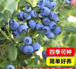 小众送妈妈的花有哪些花